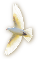 Dove