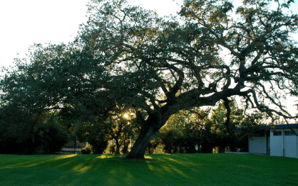 Red Oak Graphic